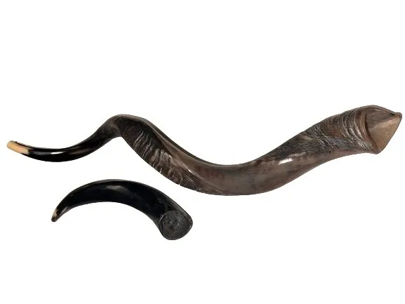 Yemenite Shofar Kudu Horn Set XL 32”-37”& “15-20”New KOSHER Made Free Shipping