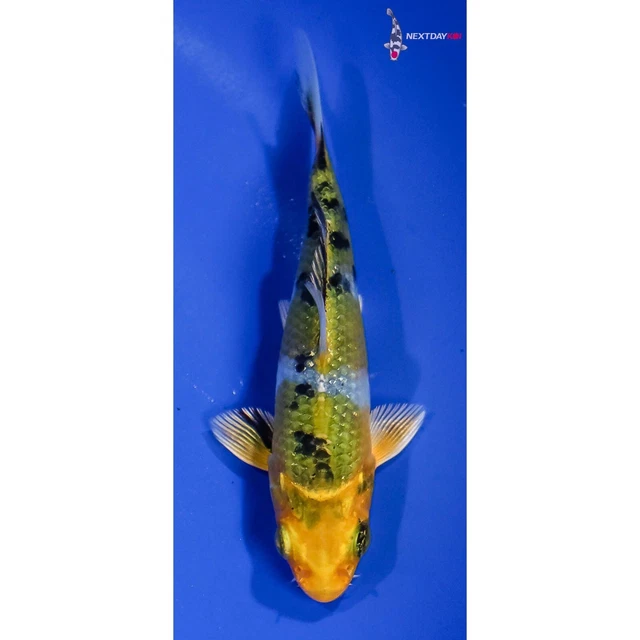 4.5" YAMATONISHIKI Koi live fish standard fin nextdaykoi NDK