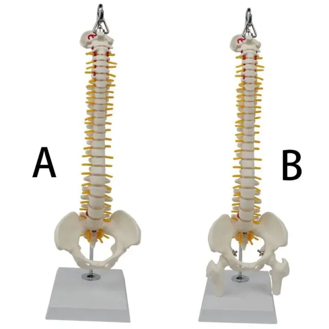 Medium-sized Spine Belt Pelvic And Leg Bone Hanging Model Medical Teaching 45mm