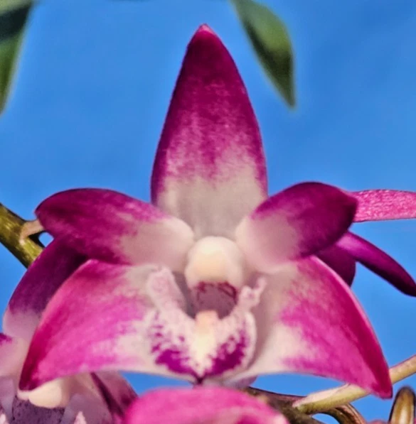 THG ORCHID DENDROBIUM Auscobber 'Regal Touch' Division Est in a