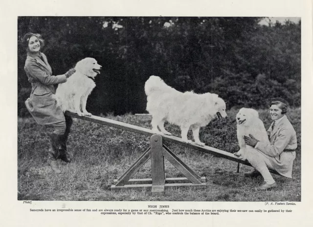 Samoyed Dogs And Young Ladies On See-Saw Old Original 1934 Dog Print