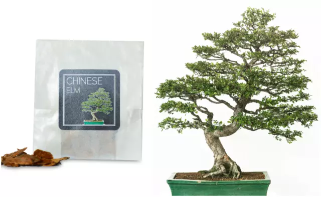 30 Chinese Elm Bonsai Seeds | Grow Your Own Bonsai Tree | Bonsai Beginner Gift