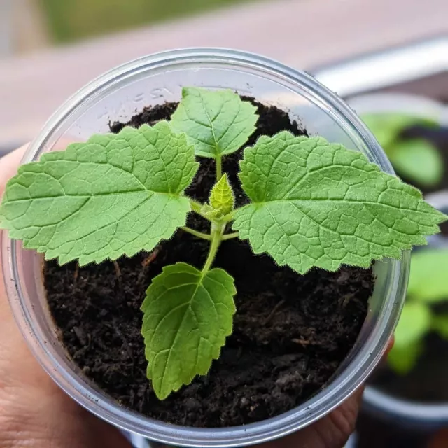 Paulownia Tomentosa