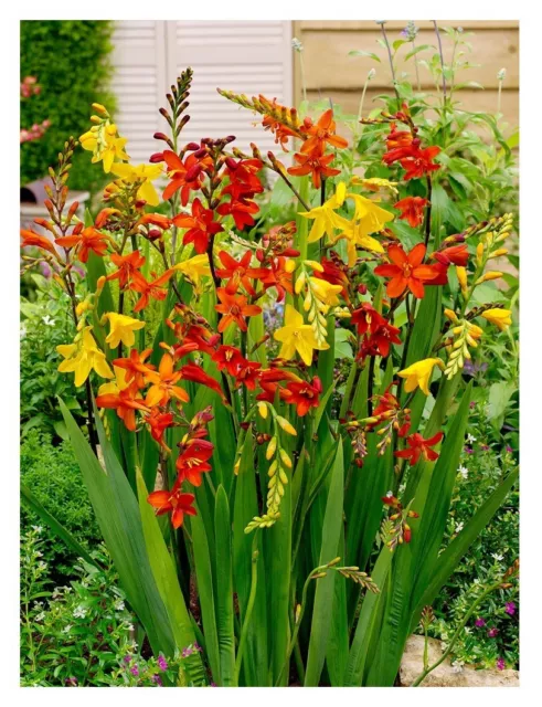 10 Crocosmia Large Flowering Mix Bulbs Beautiful Garden Spring Summer Perennial