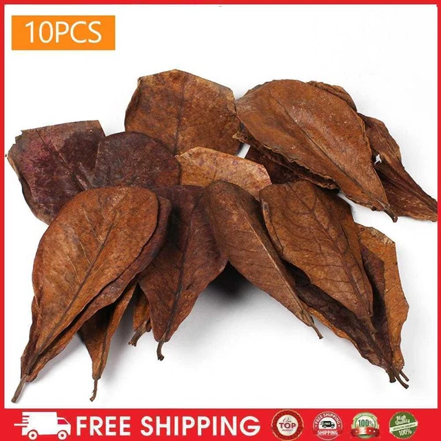10 piezas Terminalia Catappa Hojas Ajustan Valor de PH Natural para Paisajismo de Acuarios