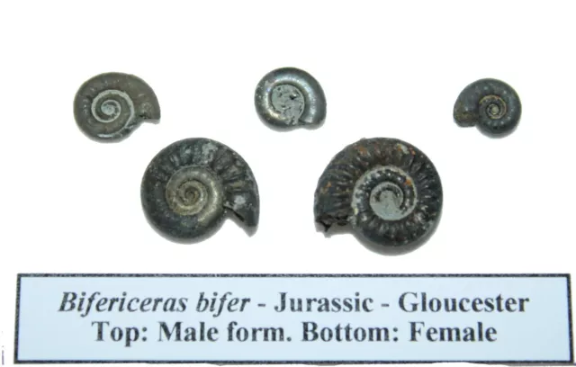 Jurassic ammonite fossils in display case male & female forms Bifericeras bifer 2