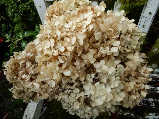 Flores de hortensia seca, 6 cremas grandes y antiguas primitivas muy rústicas SEGUNDOS