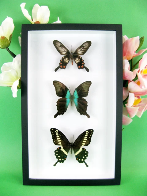 3 real beautiful and huge butterflies in the XXl showcase - single piece - 08
