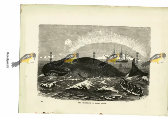 Greenland Or Right Whale (Bowhead Whale), Book Illustration (Print), 1884