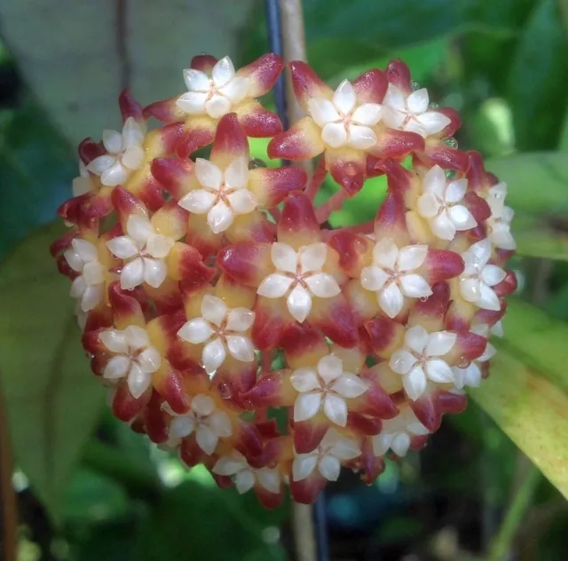 Hoya Callistophilla