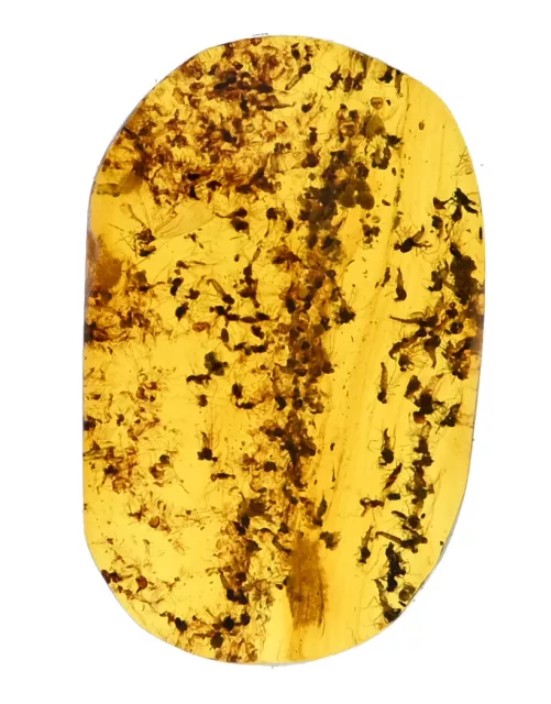 Huge Swarm of Brachycera (Flies), Fossil inclusion in Burmese Amber