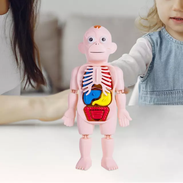 Human Body Model for Kids DIY Toy Teaching Play Set Teaching Tool for Children