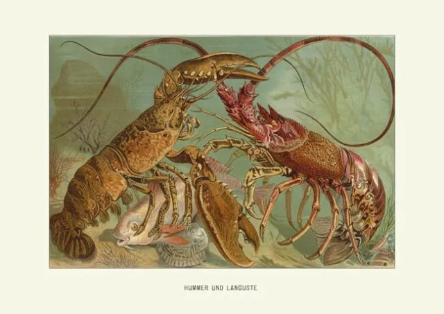 Hummer und Languste Homarus Palinuridae von 1890 Brehms Tierleben A3 02