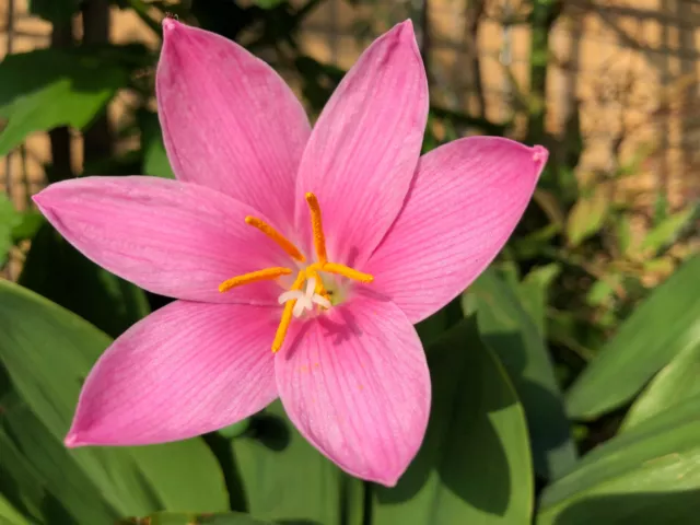 10 x Rain Lily Bulbs Zephyranthes Robusta Pink Summer Flowering Garden Perennial