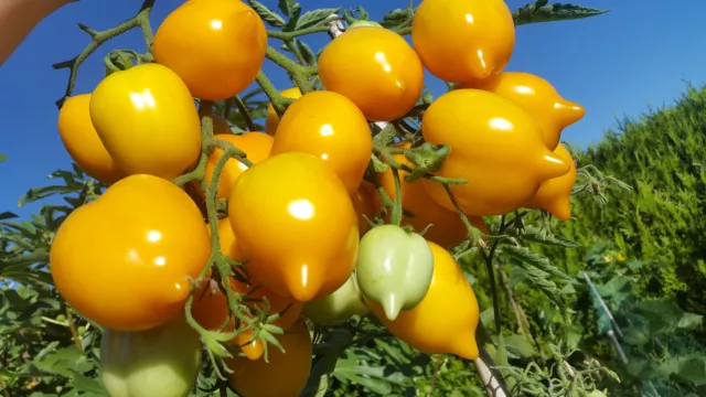 10 graines de tomate Jardin D'agrumes (Tsitrusovy Sad) tomato seeds méth.bio