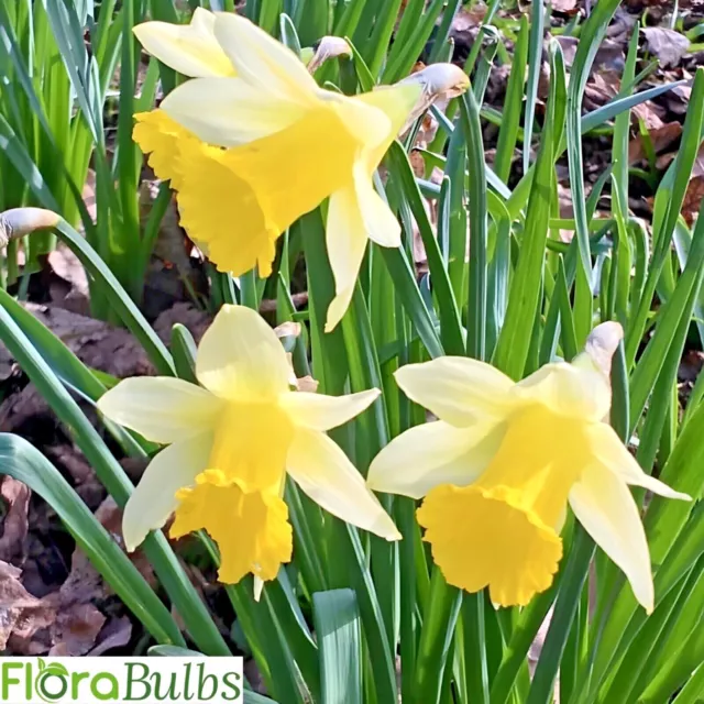 WILD DAFFODILS BULBS | Lobularis Lent Lily | Quality Narcissus spring flowering