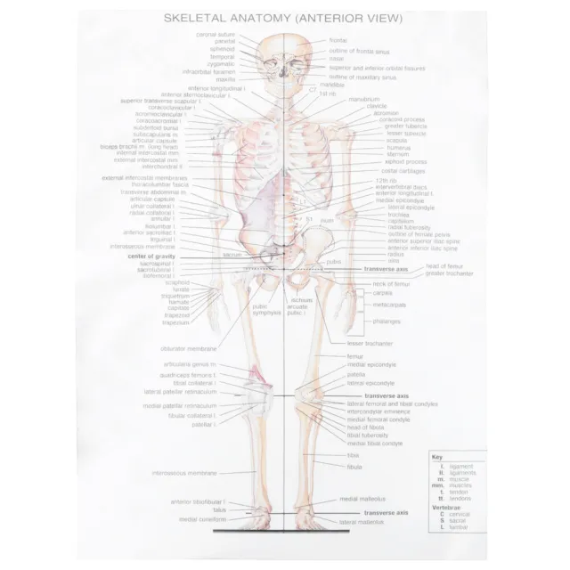 MAQUETTE SQUELETTE HUMAIN Modèle Anatomique Grandeur Nature Affiche Poster  180Cm EUR 169,00 - PicClick FR