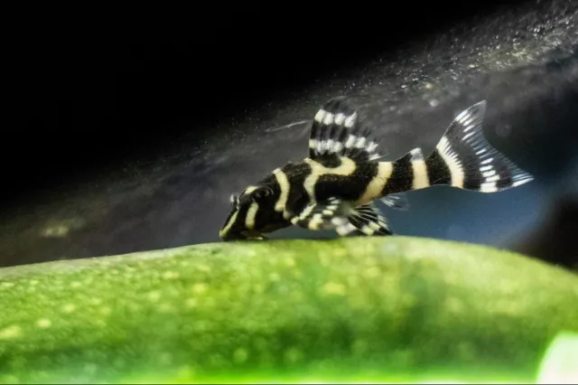 L333 King Tiger Pleco (Hypancistrus sp.), Tank-Bred!