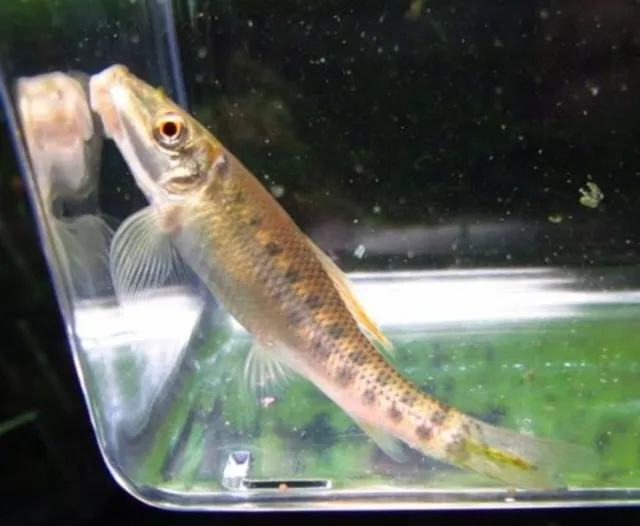 3 Chinese Algae Eater Catfish Live Freshwater Aquarium Fish