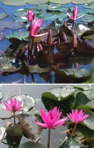 Seerose Red Gerald / Biologischer Filter Gartenteichfilter gegen Algen im Teich