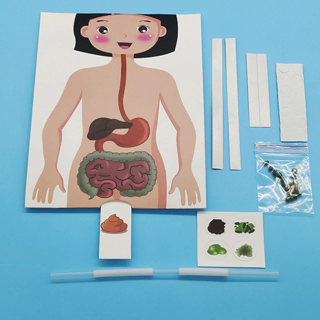 2 Sets of Human Digestive System DIY Model Toys Digestive System Model DIY