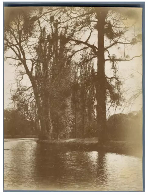 France, Paysage dans une forêt  Vintage citrate print. Tirage citrate  12x