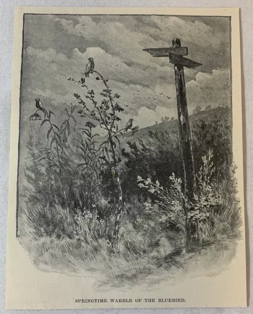 1895 Rivista Incisione ~ Primavera Warble Di Il Bluebird