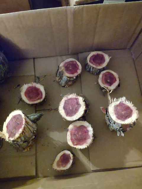 (11) 2""-3"" Aromático Rojo CEDRO Borde Vivo Madera Corta Tus Propias Galletas