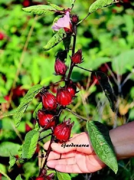 100 Graines Roselle 'Hibiscus sabdariffa' Jamaican Sorel seeds