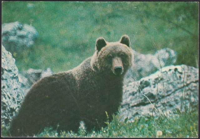 AA8577 Ours Marsicano - Parc National D'Abruzzo - Carte Postale - Postcard