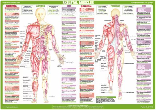 Muscle Anatomy Charts Bodybuilding Posters