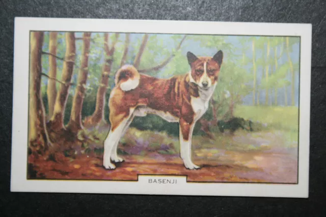 Basenji   1930's Original  Vintage Coloured Card  VGC