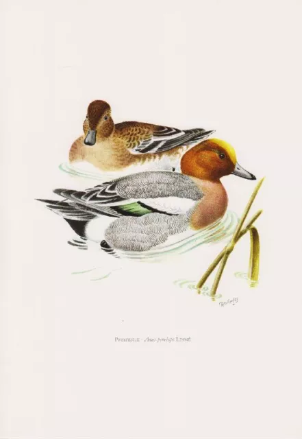 Pfeifente (Anas penelope) Speckente Rothals  Farbdruck 1958 Ornithologie