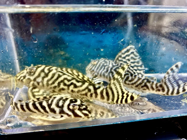 L333 King Tiger Pleco / Hypancistrus sp. - Live Freshwater Fish