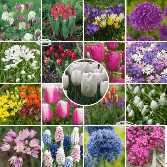 English Garden Flowers Mixed Bulbs Spring Summer Autumn Perennials Plants Blooms