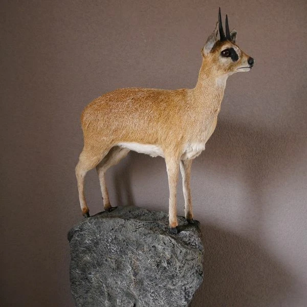 Klippspringer Preparado En Decoración Rocas África Antílope Taxidermy Horn Astas