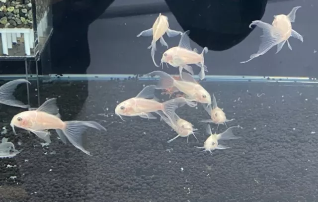 5 Albino Longfin Corydoras (1"+) Live Fish 2Day Fedex Shipping