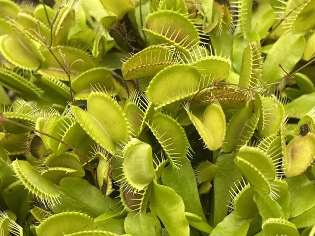 Venus Flytrap (Dionaea muscipula) 🌿 American Carnivorous Plant - Mature