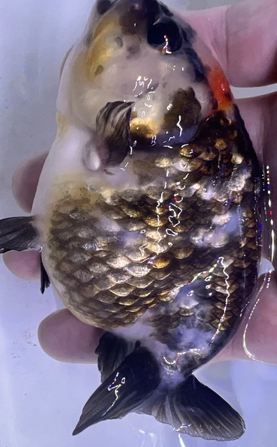 LIVE pond goldfish  Fish~ Goldfish Ranchu goldfish koi pond 4 Inch 3