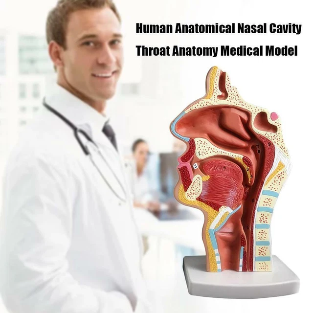 HUMAN NASAL MOUTH Cavity Throat Model Anatomical Anatomy Medical Model