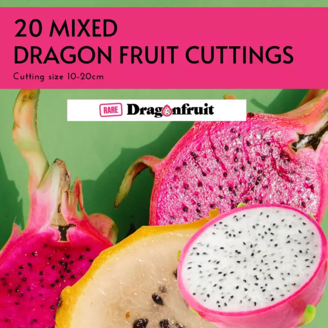 Mixed Rare dragon fruit cuttings x 20 ( GAO MUNG GORN, pitahaya, pitaya