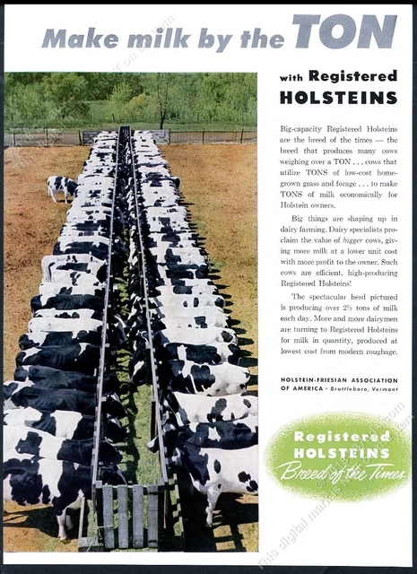 1954 Holstein Friesian cow cattle color photo vintage print ad