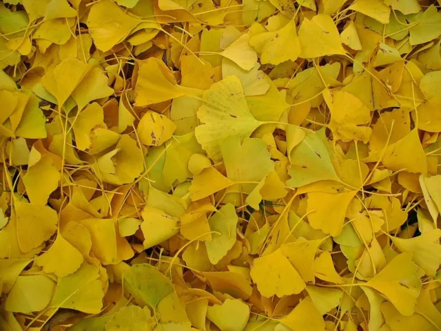 GINGKO BILOBA - UNCHANGED FOR 2 MILLION YEARS- 5 non dormant SEEDS 3