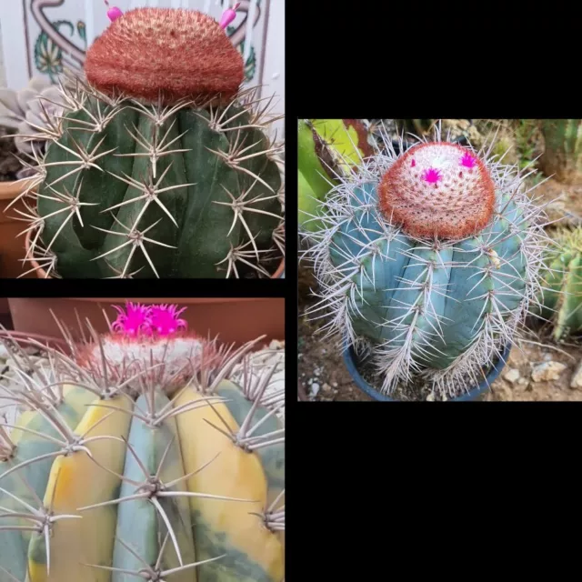 Semillas Melocactus 100 Semillas Las Tres De La Imagen