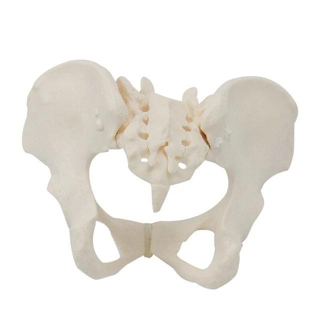 Modello Scheletro Pelvico Femminile Flessibile DKULMN - Grandezza Naturale, In PVC, Per Educazione Ostetrica E Ginecologica, Dimostrazione Medica - 4