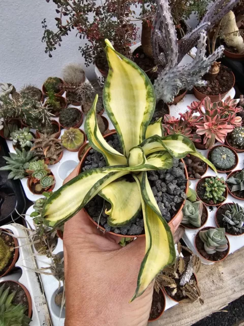 SANSEVIERIA GOLDEN WENDY 8,5 cm pot  Rare Collectors Plant