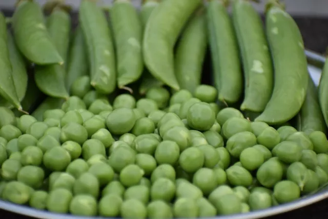 Pea 'Telephone' Climbing - Quick Harvest - Ideal for Smaller Gardens/Containers