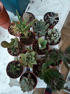 Lote de 12 Plantas Suculentas y cactus de colección 6-15 cms bandeja surtida 