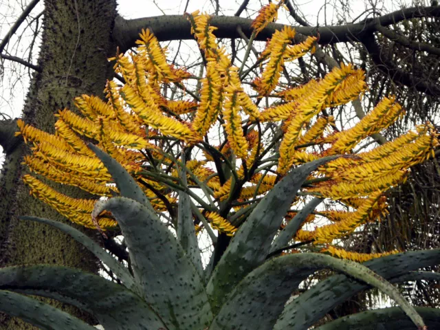 4 graines d' ALOE MARLOTHII G111 RARE ALOES SEEDS SAMEN SEMI SEMILLAS SEMENTES