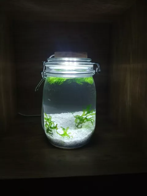 Self Sustaining Ecosystem Closed Ecosphere Live Plants Scud Shrimps Snails